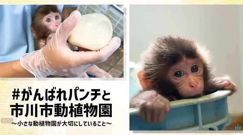 Panchi出生不久後便遭到母猴棄養，成長過程主要仰賴飼育員人工撫養。&nbsp;&nbsp;&nbsp;圖/截取自市川市動植物園官方YT