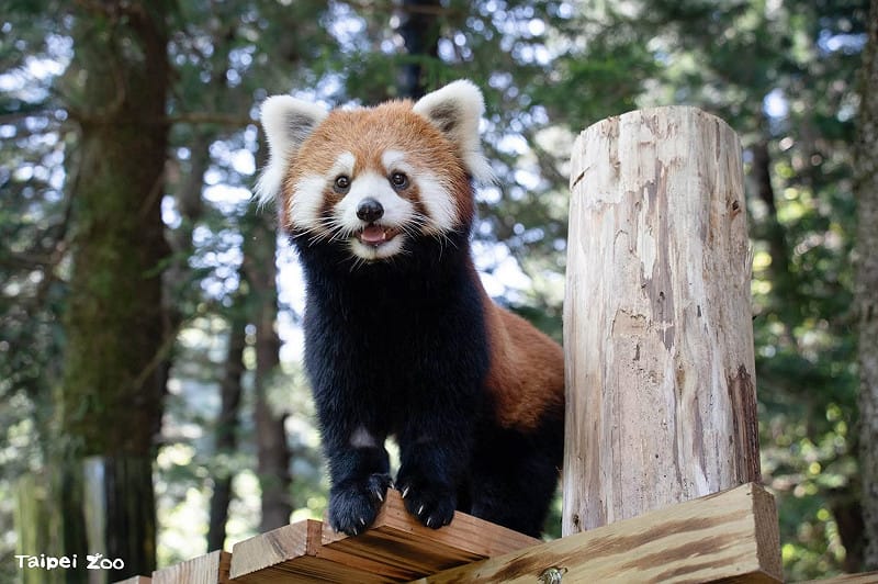 來自上海動物園的兩隻可愛小貓熊,經過一個多月的檢疫與環境適應,終於和大家見面了! 圖:蔣萬安臉書 來自上海動物園的兩隻可愛小貓熊,經過一個多月的檢疫與環境適應,終於和大家見面了! 圖:蔣萬安臉書