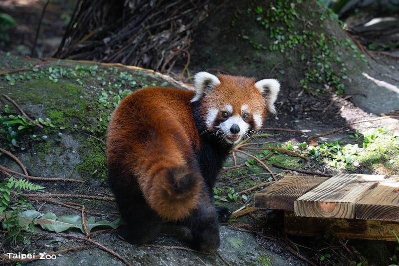 來自上海動物園的兩隻可愛小貓熊,經過一個多月的檢疫與環境適應,終於和大家見面了! 圖:蔣萬安臉書 來自上海動物園的兩隻可愛小貓熊,經過一個多月的檢疫與環境適應,終於和大家見面了! 圖:蔣萬安臉書