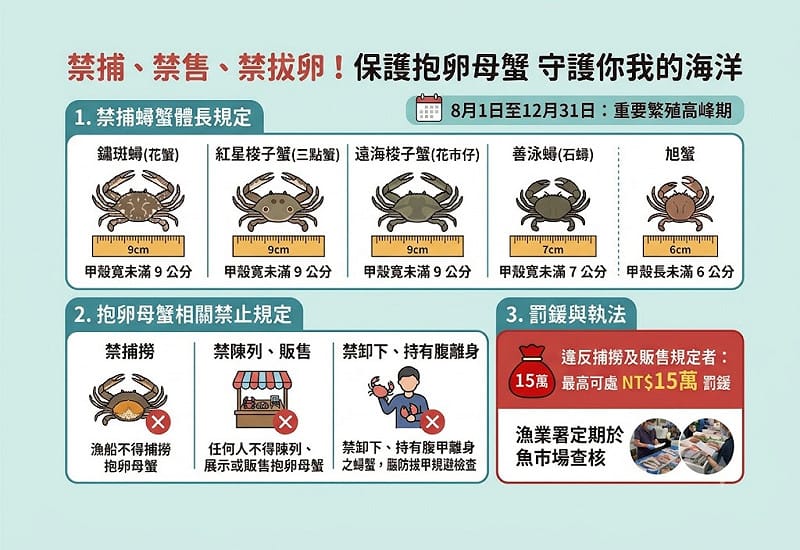 一圖看懂！蟳蟹類「禁止捕撈」體長與尺寸規定。&nbsp;&nbsp;&nbsp;圖：GemineAI生成 / 彭沛緹製