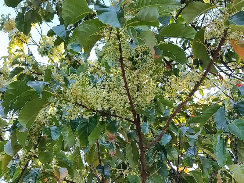 台北市和平東路二段中央分隔島栽植的錫蘭橄欖，每逢7月底到8月份間便陸續綻放，花期雖不長，卻總能在最適切的時節，以潔白花朵宣告季節轉換。&nbsp;&nbsp;&nbsp;圖：台北工務局公園路燈工程管理處／提供