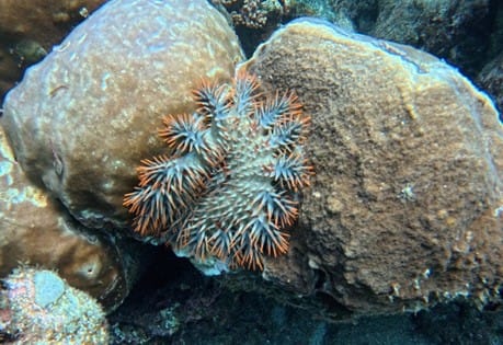 澎湖南方四島的棘冠海星主要分布在東吉嶼及西吉嶼周邊海域_調查期間發現棘冠海星正在攝食珊瑚。&nbsp;&nbsp;&nbsp;圖：恩熙海洋事業有限公司／提供