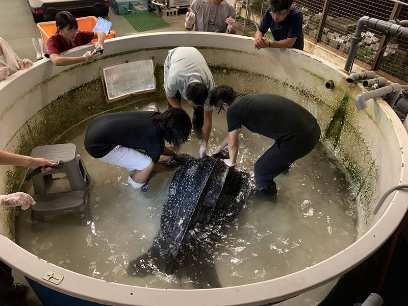 革龜於海生館接受收容照護與治療。&nbsp;&nbsp;&nbsp;圖：海保署／提供