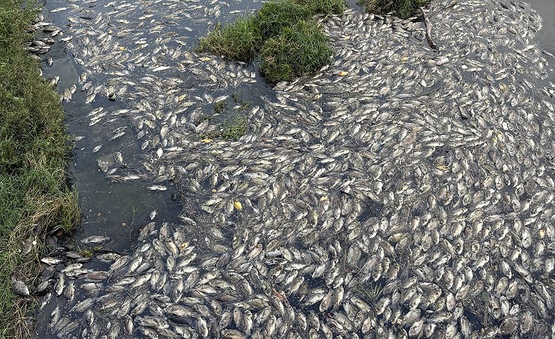 後勁溪又浮現大量魚屍，空氣中瀰漫陣陣惡臭。&nbsp;&nbsp;&nbsp;圖：薛兆基競辦／提供