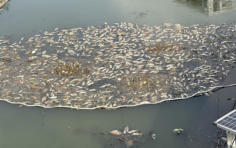 後勁溪有多處浮現魚屍。&nbsp;&nbsp;&nbsp;圖：薛兆基競辦／提供