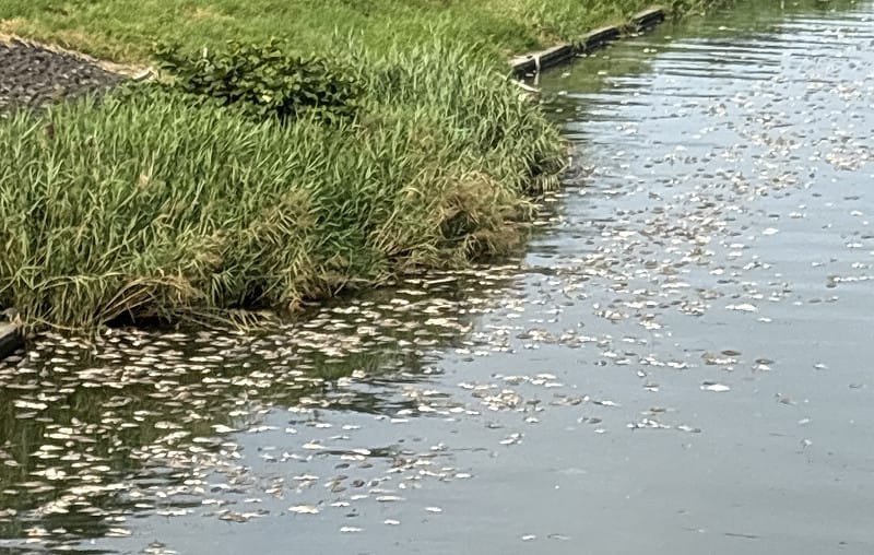 里長陸續回報，後勁溪魚屍範圍正擴大中。&nbsp;&nbsp;&nbsp;圖：薛兆基競辦／提供