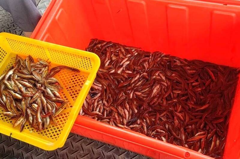 剛孵化的魚虎幼魚體色呈鮮豔的紅黑色，常成群集結成「魚虎球」在水面獵食，經特定頻率電流短暫電暈後被大量撈起，裝滿了後方的橘色大桶與前方的黃色塑膠篩籃。&nbsp;&nbsp;&nbsp;圖：南投縣政府／提供