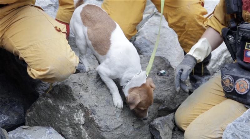搜救犬Wilson死在0403地震太魯閣搜救任務尋獲多名罹難者。&nbsp;&nbsp;&nbsp;圖：花蓮縣特搜帶隊提供