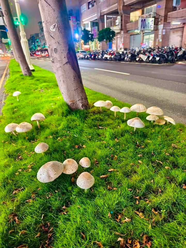 高雄鳳山區五甲一帶的安全島草皮上，因連日大雨冒出約19朵外型圓潤、飽滿巨大的白色野生菇類。&nbsp;&nbsp;&nbsp;圖：翻攝自臉書粉專「高雄美食地圖」