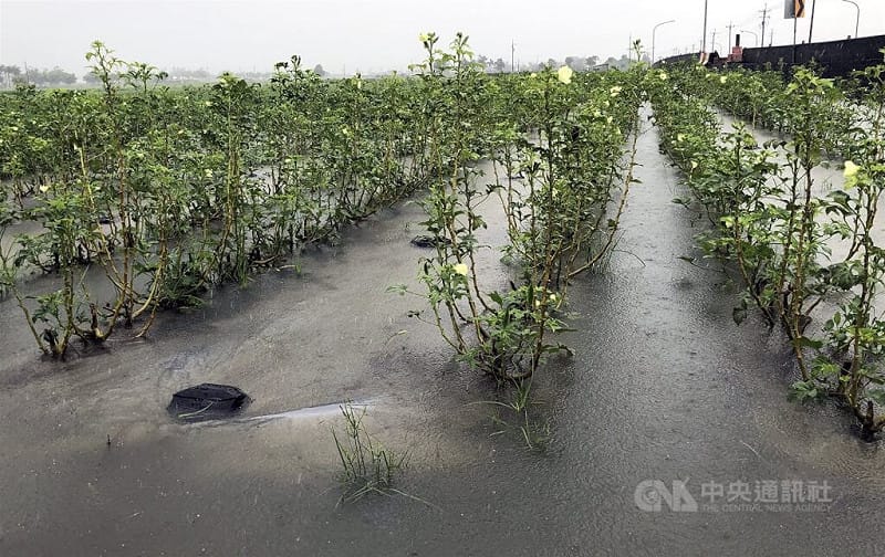 受低壓帶及西南風影響，嘉義縣近日持續短延時強降雨，造成嘉義縣部分地區一度出現積水情形。圖為農地淹水情況。中央社記者黃國芳攝　115年8月24日&nbsp;&nbsp;&nbsp;