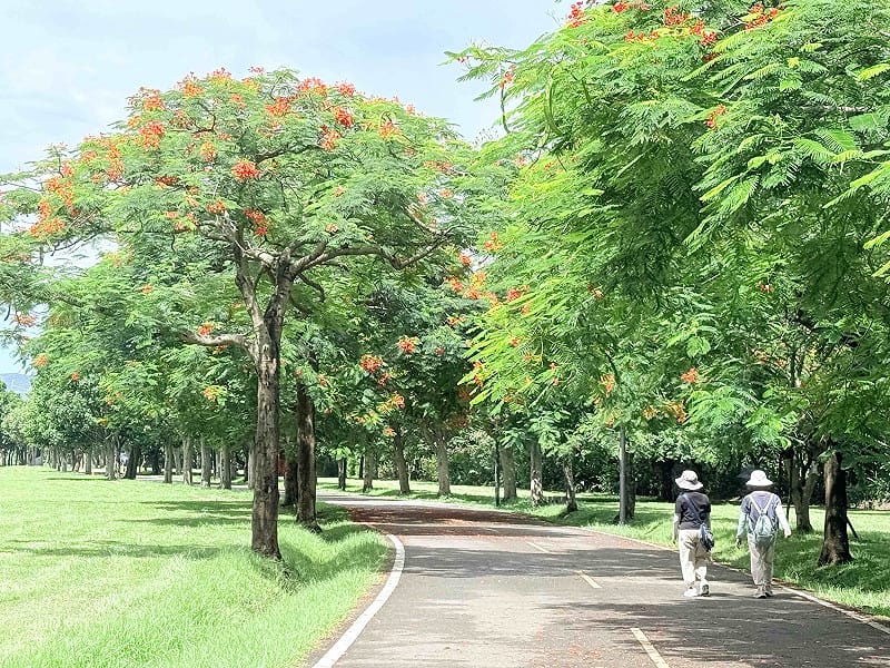 鳳凰木又名火樹、火焰樹，為豆科落葉喬木，原產於馬達加斯加，樹高可達20公尺，枝幹舒展、樹冠寬廣，呈現優美的傘形，具有良好的遮蔭效果。&nbsp;&nbsp;&nbsp;圖：新北市政府高灘地工程管理處／提供
