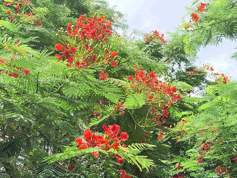 鳳凰木正常花期多集中於夏季5至7月，部分植株受當年天候、日照等環境條件影響，花期可延續至8、9月。&nbsp;&nbsp;&nbsp;圖：新北市政府高灘地工程管理處／提供
