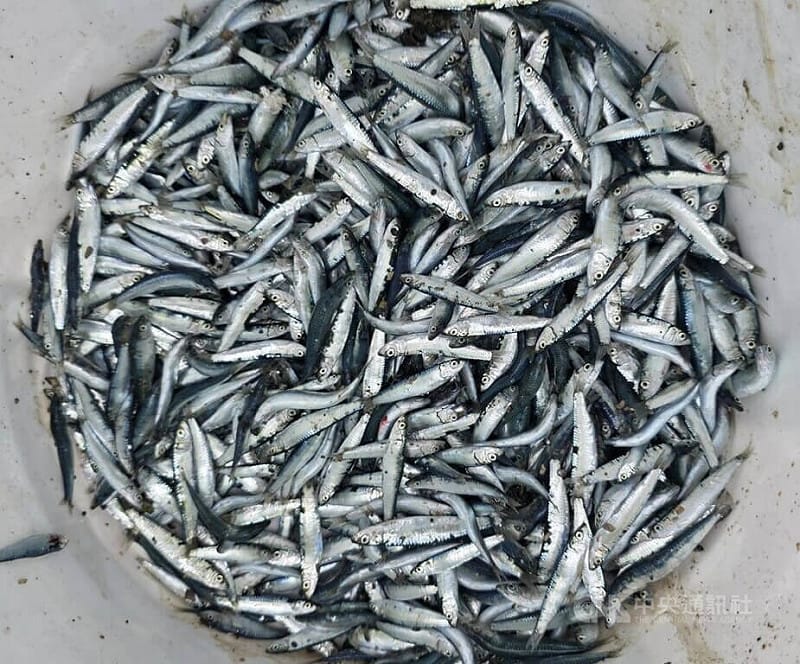 澎湖五德沿岸海域一處石滬，26日海水退潮時，出現有大量的小扁鰛魚受困擱淺在滬內礁岩，吸引民眾前往撿拾，大有斬獲。中央社  115年8月27日&nbsp;&nbsp;&nbsp;