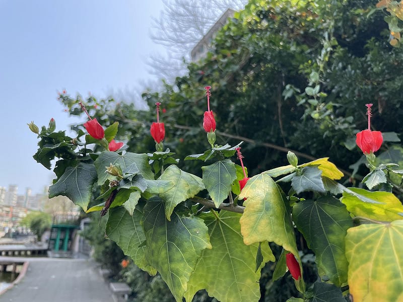 現在正是中港大排花卉的盛開期，是拍照打卡的絕佳地點。&nbsp;&nbsp;&nbsp;圖：新北市政府水利局／提供