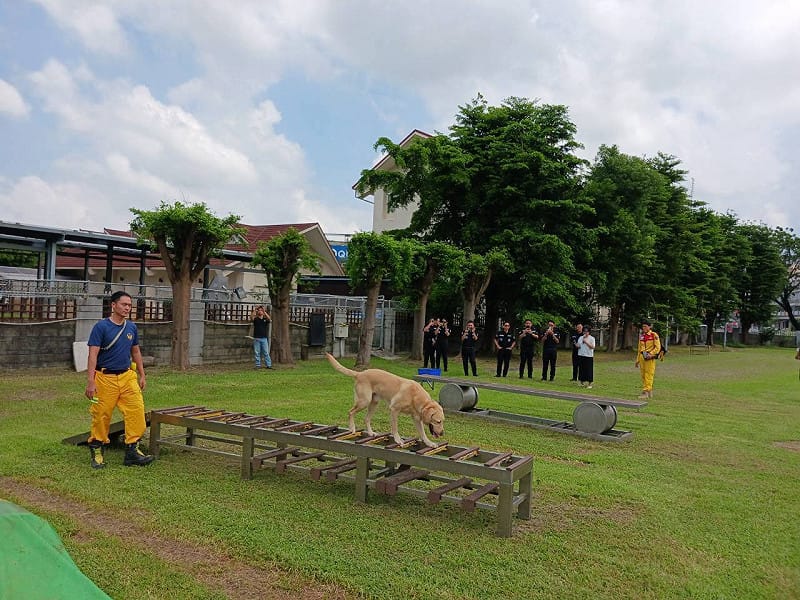 特搜大隊搜救犬展現平日訓練成果。&nbsp;&nbsp;&nbsp;圖：高雄市消防隊／提供