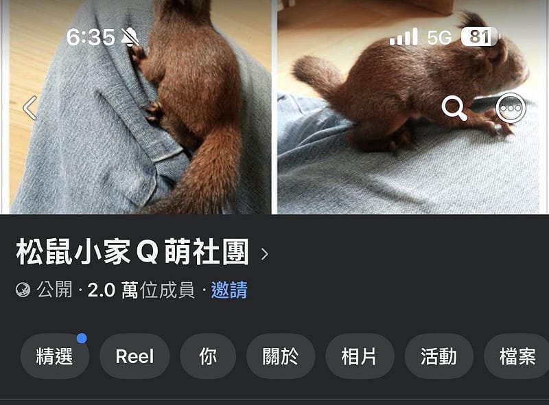 私養臺灣原生松鼠臉書社團。&nbsp;&nbsp;&nbsp;圖：新北市政府動物保護防疫處／提供