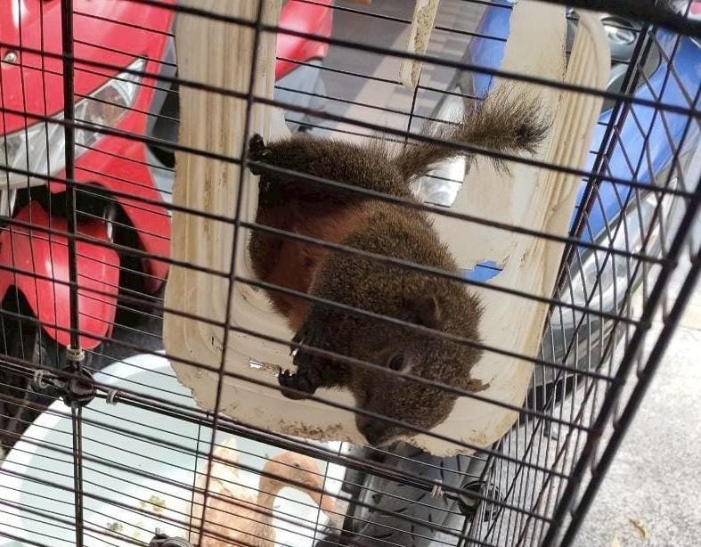 現場查獲私養的赤腹松鼠。&nbsp;&nbsp;&nbsp;圖：新北市政府動物保護防疫處／提供