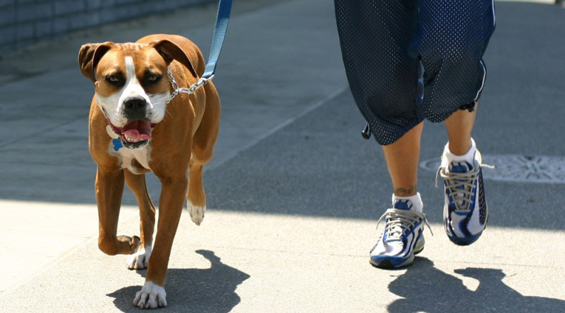 帶狗狗出去散步，是每個狗主人必做的功課，但你會因為心情愉悅而增加遛狗的頻率嗎？根據2017年8月刊載於《國際環境研究與公共衛生期刊》的研究指出，影響主人遛狗的動機是為自己帶來快樂，而非為了健康或是社交。   圖 : 翻攝自Verve