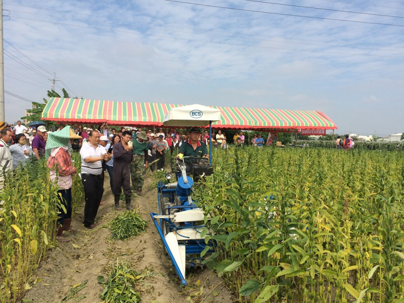 台南區農業改良場引進乘坐式割捆機進行胡麻採收。   圖：農委會提供