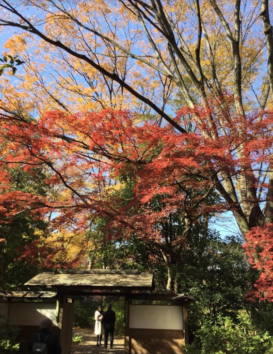 六義園的紅葉多色細膩入微。   圖：劉黎兒/攝