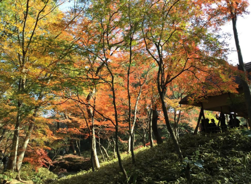 六義園的小木亭與紅葉。   圖：劉黎兒/攝