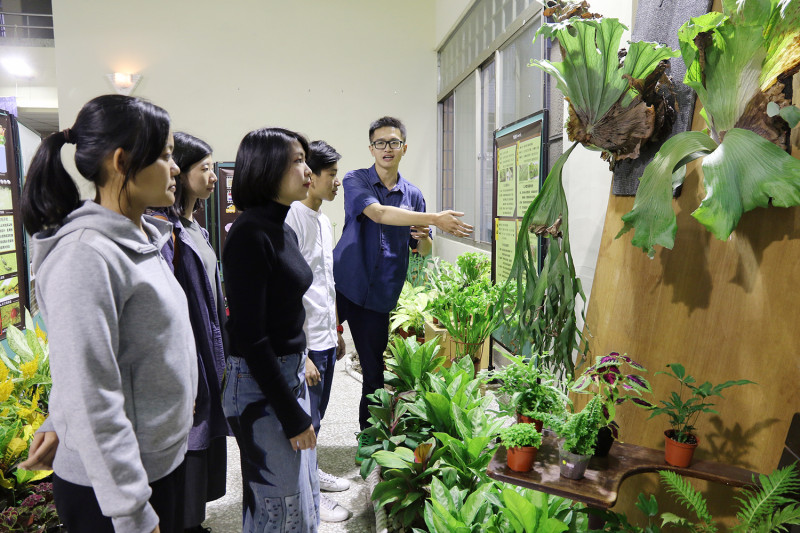 鹿角蕨長達2公尺的是展場內值得一看的植物。   圖：中興大學/提供