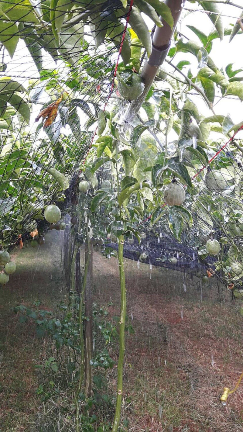 由於供水穩定，農田中的百香果能順利成長。   圖：農委會提供