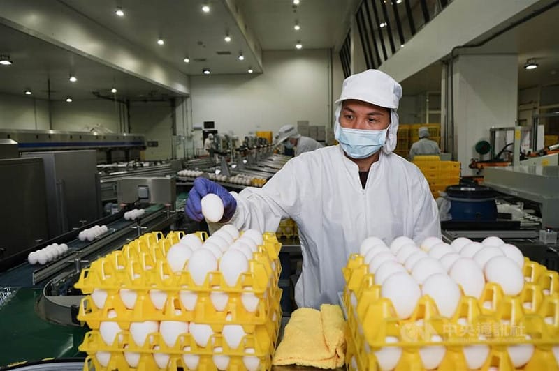 告別洗一顆賠一顆 解密全台最大蛋雞牧場現代化長征路