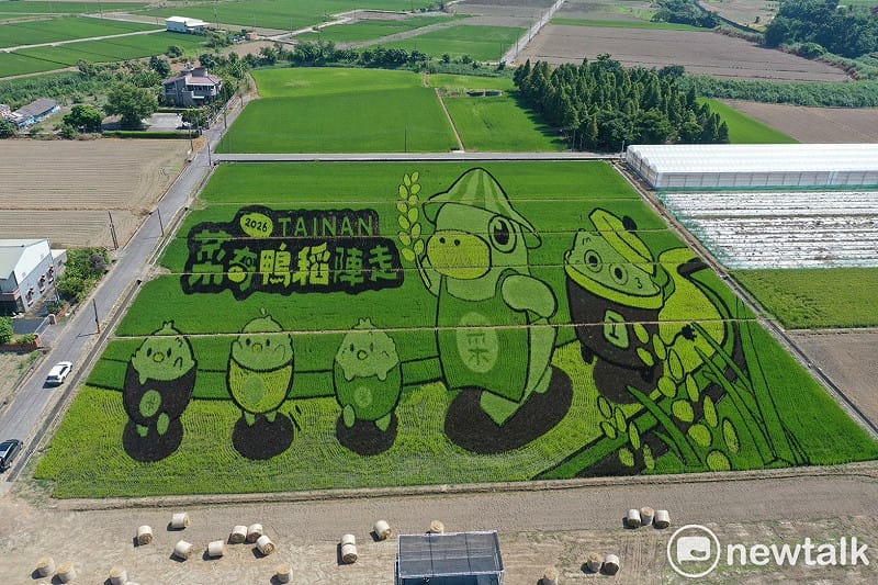 呆萌菜奇鴨躍上後壁稻田 台南好米季搶先暖身 10/9相約菁寮「稻陣走」