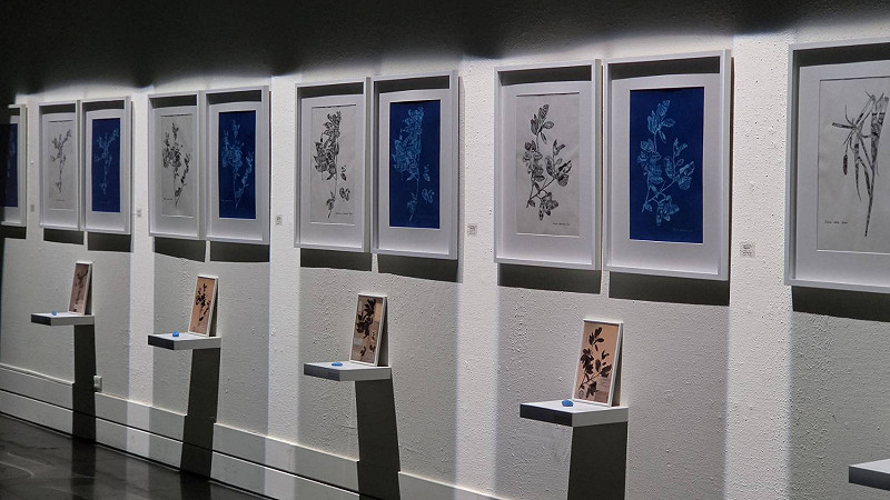 《臨海之地－劉子平個展》除展出氰版藍曬作品外，也並列呈現手繪感光黑稿，並透過藍曬呈現11種代表性植物，串起觀看地方風土與人地關係的線索。&nbsp;&nbsp;&nbsp;圖：台東縣文化處／提供