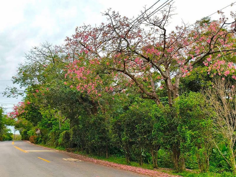 沿途欣賞新北淡水「粉紅大道」。&nbsp;&nbsp;&nbsp;圖：取自賞花快報臉書