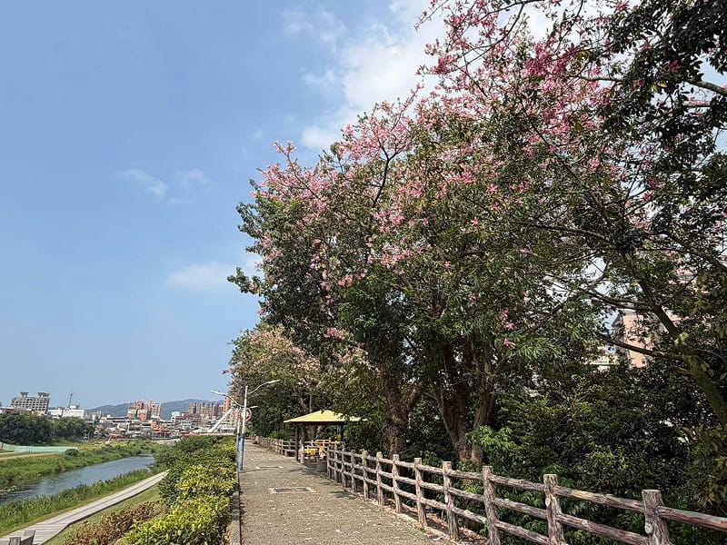 三峽河右岸的安溪翠堤「粉紅大道」也值得欣賞。&nbsp;&nbsp;&nbsp;圖：取自賞花快報臉書