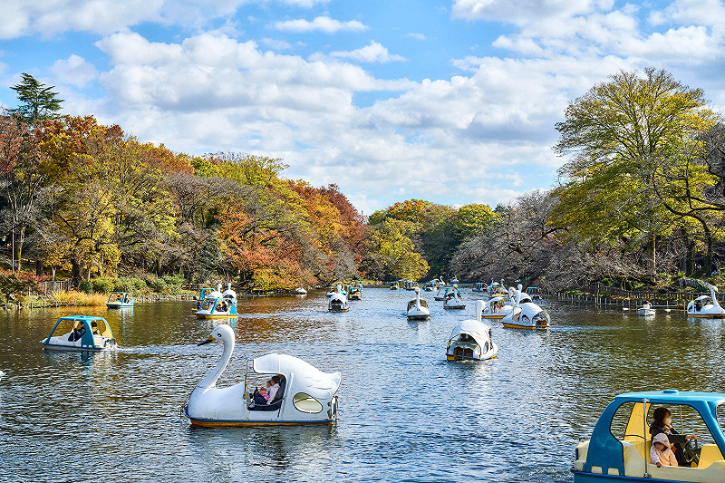 井之頭恩賜公園的紅葉美景，橫跨東京都武藏野市與三鷹市交界，位於被譽為「東京後花園」的多摩地區。&nbsp;&nbsp;&nbsp;