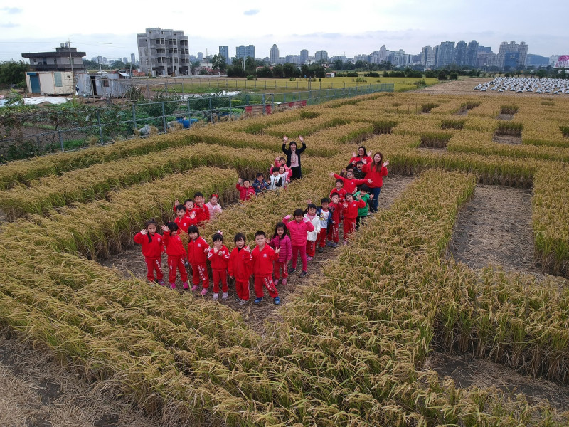 周末假日，出去走走!竹東鎮在12月9~10日安排了「2017竹東稻田嘉年華」活動，有六百的稻田迷宮，讓大小朋友在1公尺高的稻穗裡遊玩。    圖: 竹東農會／提供
