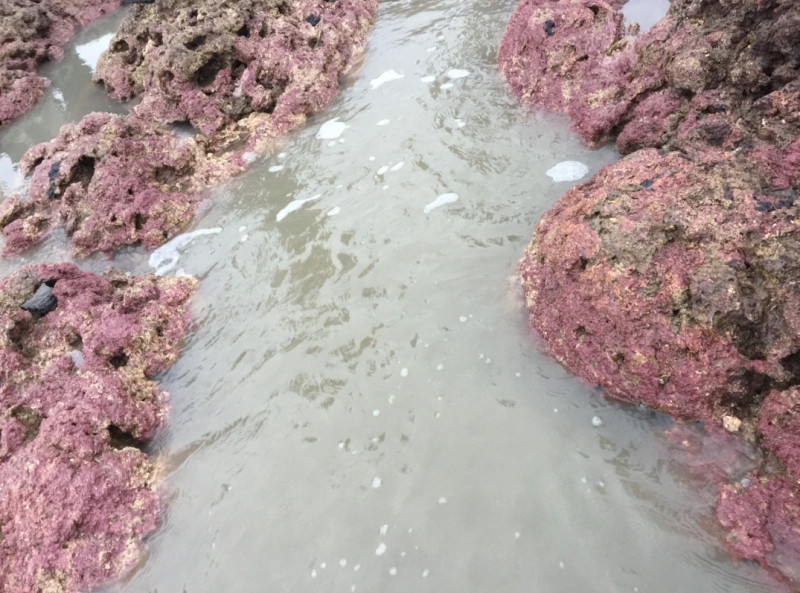 低潮處旺盛成長的造礁藻類－殼狀珊瑚藻。   圖：桃園在地聯盟/提供