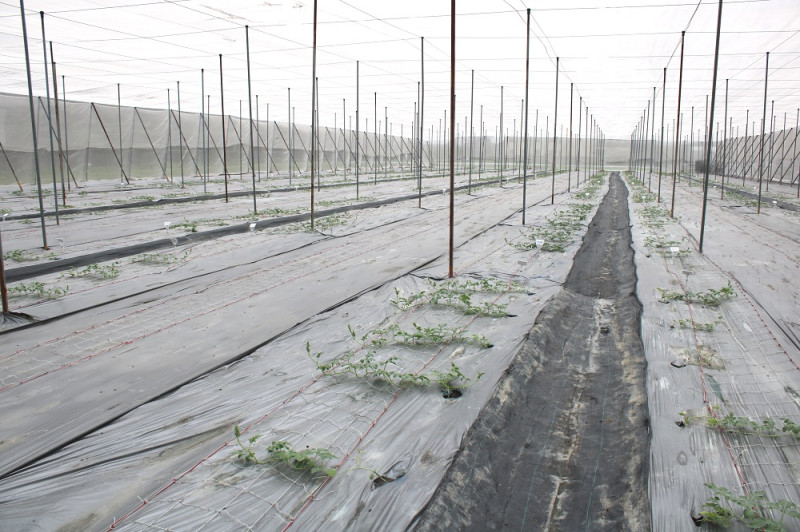 參賽西瓜品種已定植田間，生長狀況良好。   圖：農委會提供