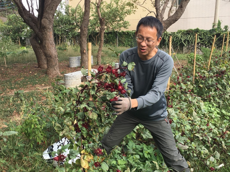 參與今年第二期環保農園的邱先生收獲了自己栽種的洛神花萼泡茶。   圖：台中市政府/提供