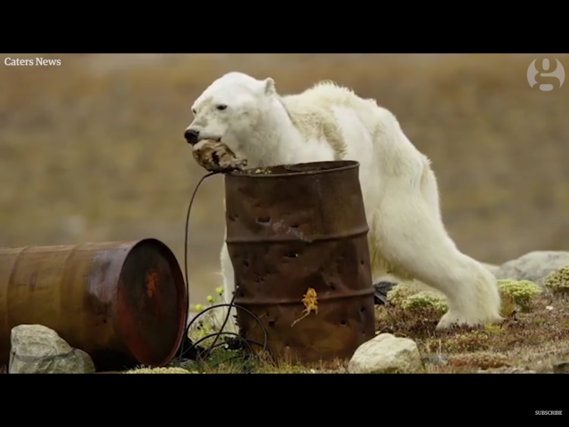 這頭瘦得只剩皮包骨的北極熊一路步履蹣跚尋找食物，最後看到一只伊努特族（Inuit）漁夫使用的垃圾桶，翻找後並無所獲。   圖：翻攝自Youtube