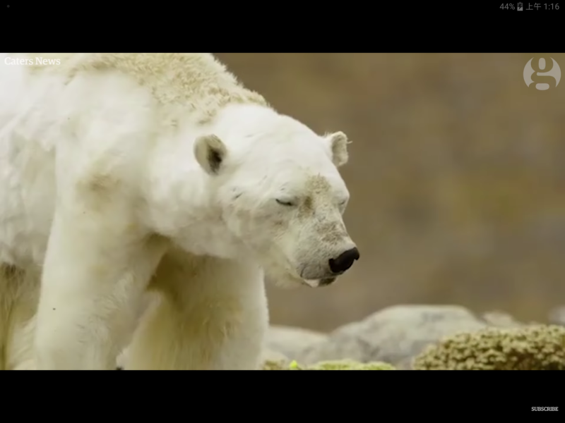 這頭北極熊年紀並不大，可能在拍攝後數小時之內就死亡了。   圖：翻攝自Youtube