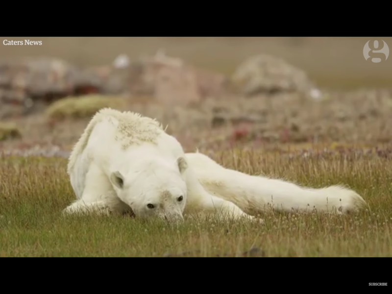 如果地球持續暖化，我們將失去北極熊以及整個北極生態系。   圖：翻攝自Youtube