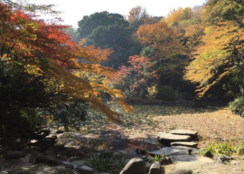 許多中國留學生都愛在以夏目漱石小說名而改名的東京大學三四郎池前拍照。   圖：劉黎兒/攝影