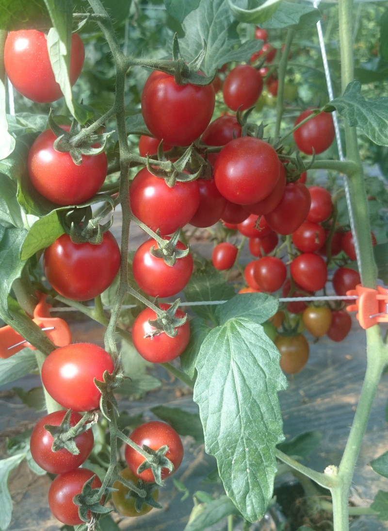 果實熟度一致之成串番茄品種。   圖：農委會/提供