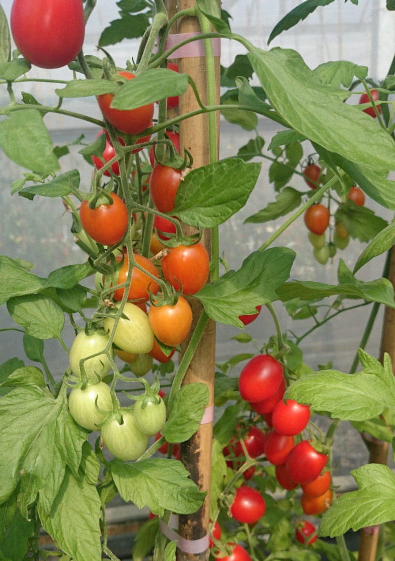 番茄抗病及耐熱之品種選育。   圖：農委會/提供