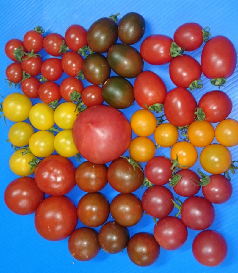 多種不同果色之番茄。   圖：農委會/提供