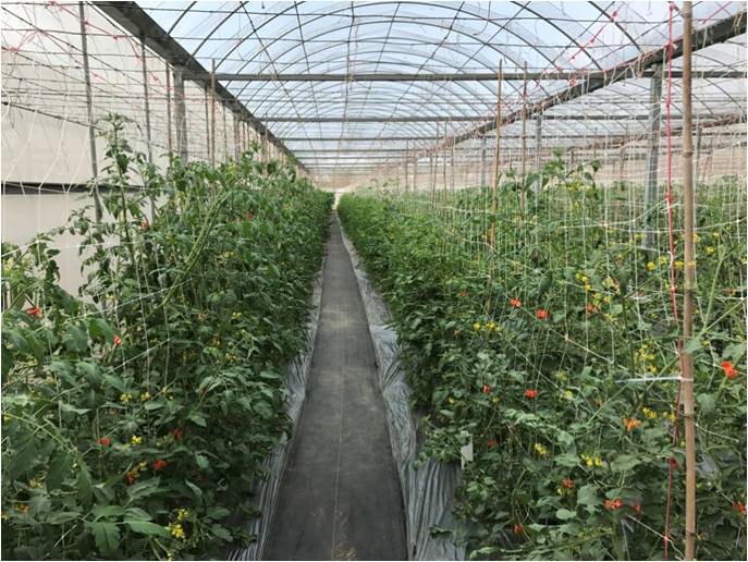 溫室番茄種植栽培生產。   圖：農委會/提供