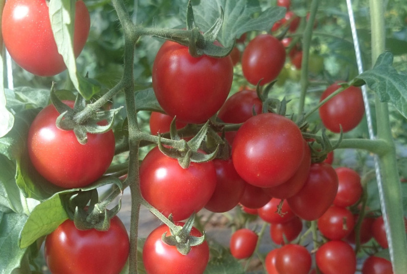 番茄果實含有豐富的蛋白質、胡蘿蔔素、維生素及抗氧化力強之茄紅素，是一種具營養價值高之蔬果。   圖：農委會/提供