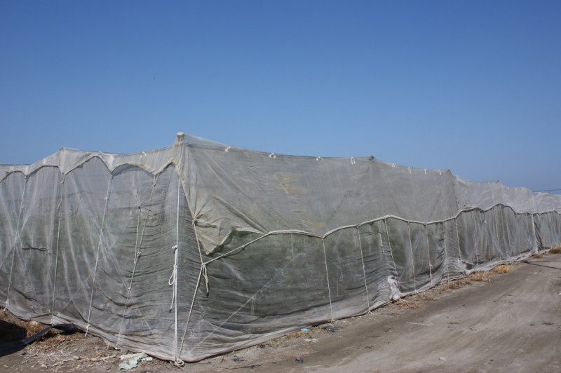 水平網室頂部加蓋紗網保溫。   圖：農委會高雄區農業改良場/提供