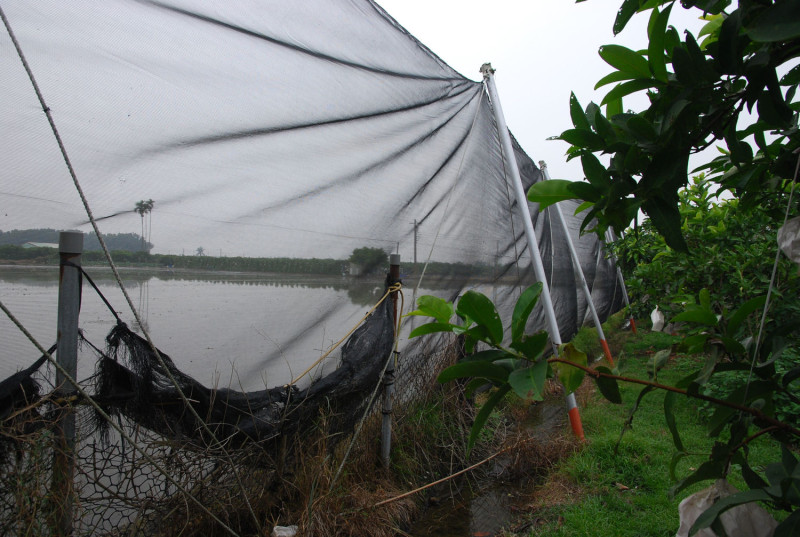 蓮霧園迎風面設置防風網減緩寒流損害。   圖：農委會高雄區農業改良場/提供