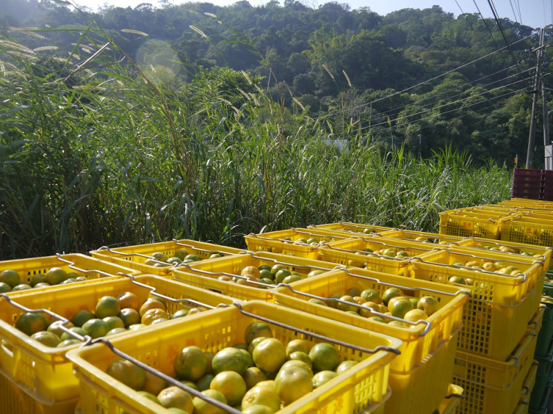 今年台中市農業局為了照顧農民收益，將收購3070噸的椪柑次級品。   圖：台中市農業局提供