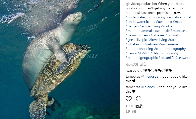 加拿大攝影師柯納在美國夏威夷拍到海豹試圖解救海龜的溫馨畫面，令人大開眼界。   圖：翻攝Bjkvideoproduction IG